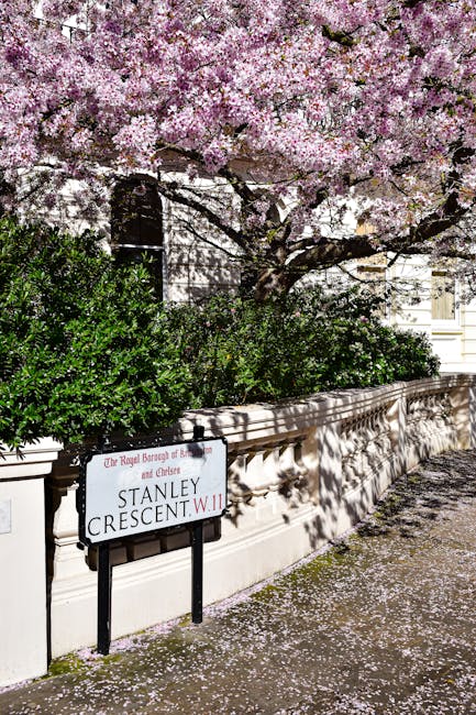 The image depicts a street scene against the backdrop of a white-painted stone wall and a building with classical architectural details. In the foreground, a black and white street sign reads 'Stanley Crescent W.11,' referencing a notable area in the city. Situated near the wall, there is a large, mature tree in full bloom with dense clusters of light pink blossoms, which create a canopy extending over the sidewalk. The tree's dark, textured branches are partially visible through the profusion of flowers. Beneath the tree, there are well-maintained green shrubs lining the top of the stone wall, providing a contrast to the flowers and adding to the landscaped appearance. Pink blossom petals are scattered across the pavement and lightly cover the ground, indicating recent flowering. The scene is illuminated by natural daylight, creating a bright and serene atmosphere typical of a peaceful, residential street that might be associated with independent or private property access for waste collection services, reflecting the context of alternative waste handling methods supported by Waste Removal Chelsea.